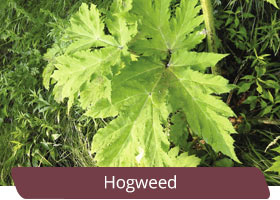 Hogweed