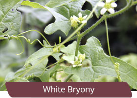 White Bryony