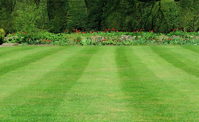 Freshly mowed lawn