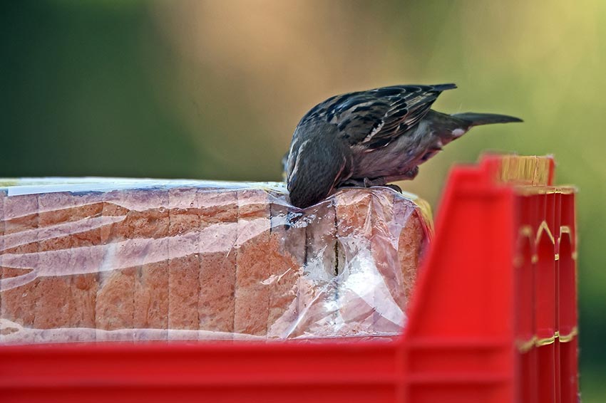 Ein Vogel pickt an einem Laib Brot