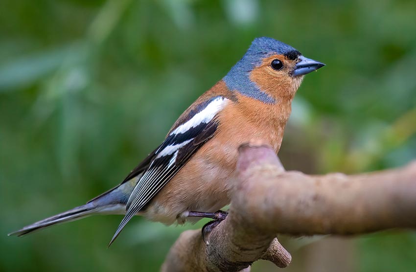 A chaffinch resting on a branch