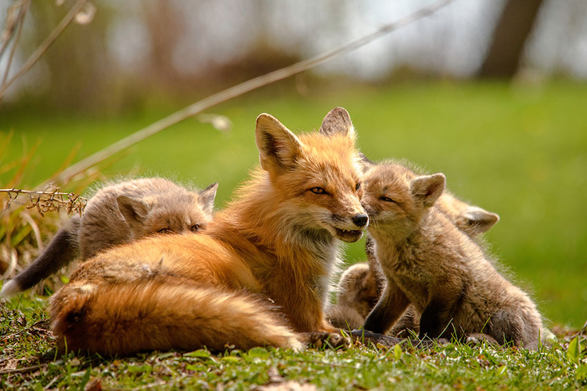 Eine Familie von Füchsen sitzt im Gras.