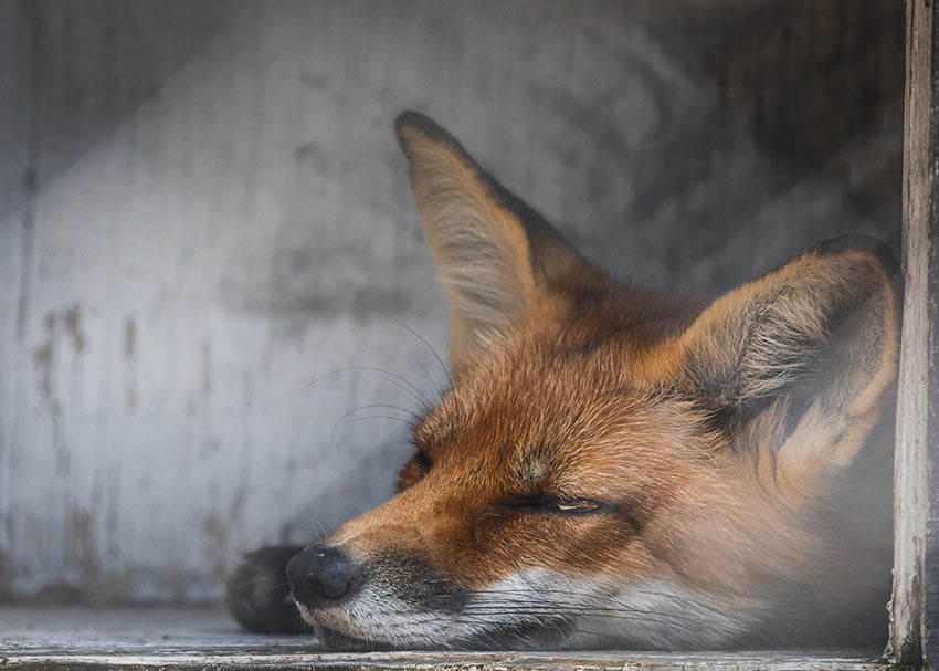 A fox sleeping in the shade