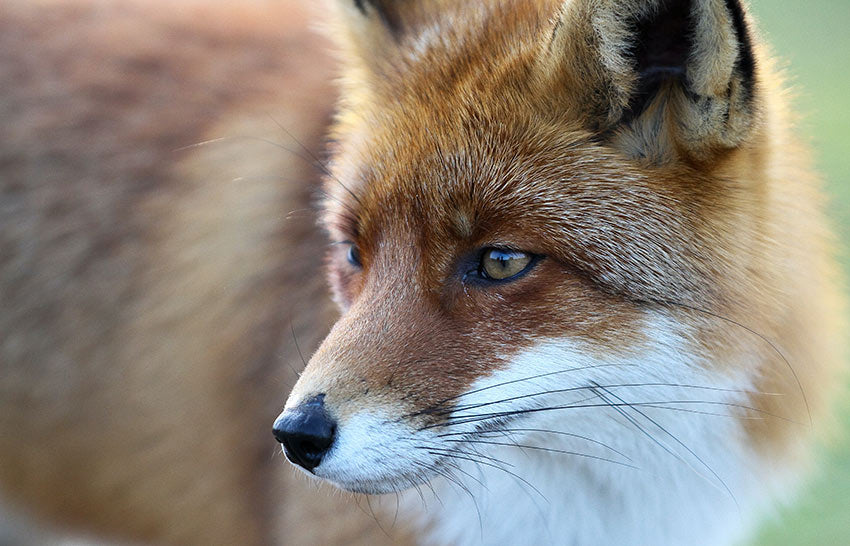 Ein Fuchs, der in die Ferne starrt