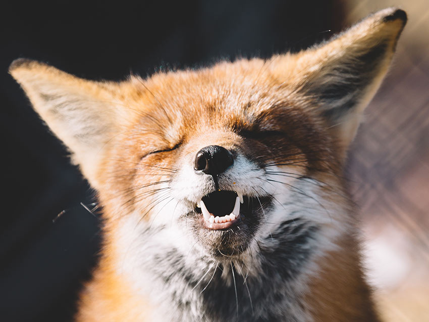 A fox that seems to be smiling in the sun