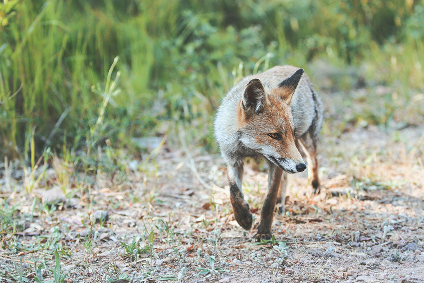 A fox walking in the wild
