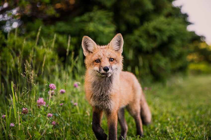 A fox walking towards the camera