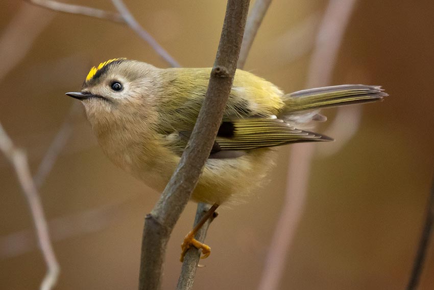 A goldcrest stands on a branch