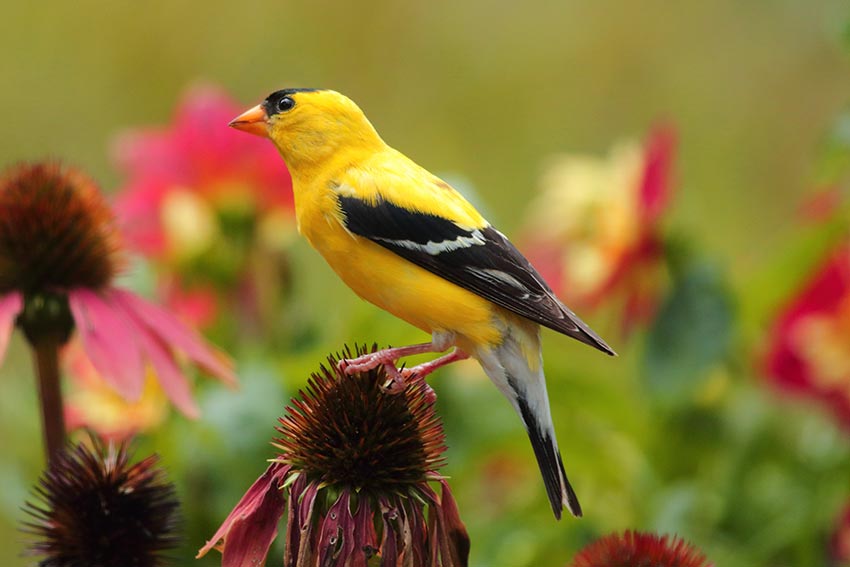 A goldfinch on a flower