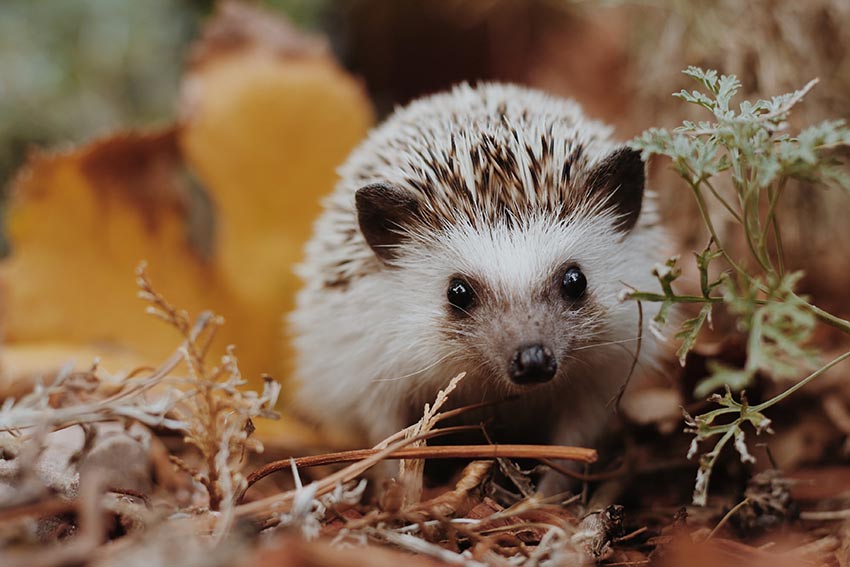 A hedgehog amongst the leaves
