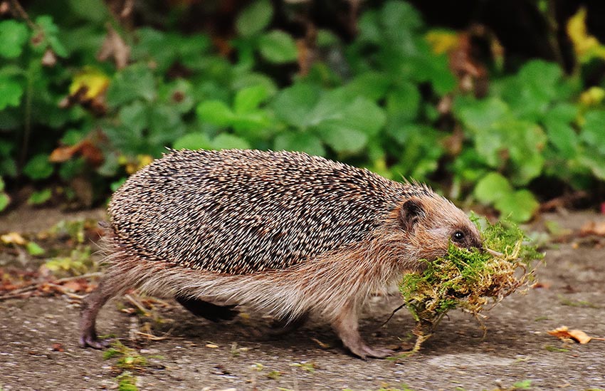 Ein Igel, der Laub trägt. 