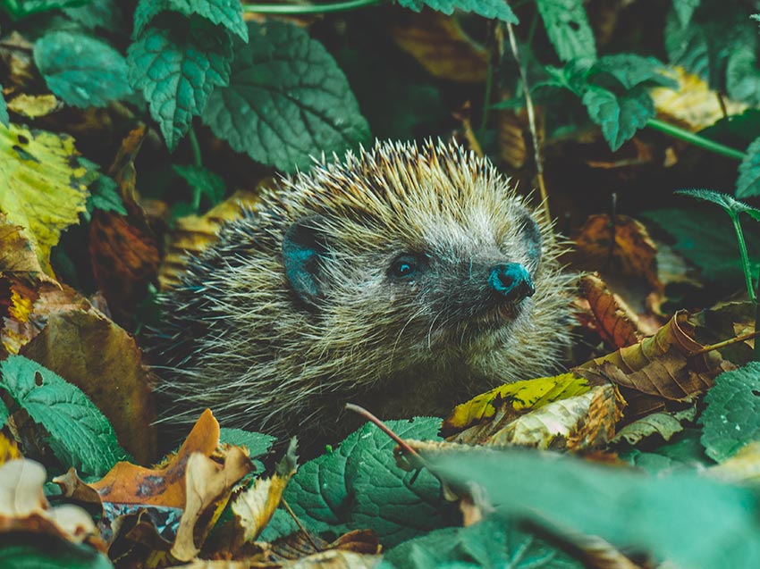 Ein Igel versteckt sich in den Blättern.