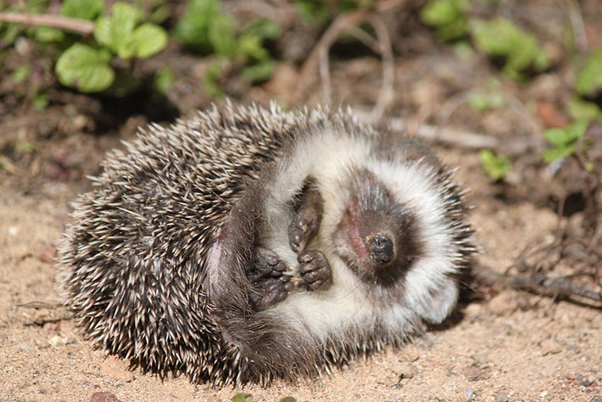 Ein Igel macht ein Nickerchen