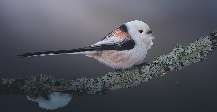 A long-tailed tit stands on a snowy branch