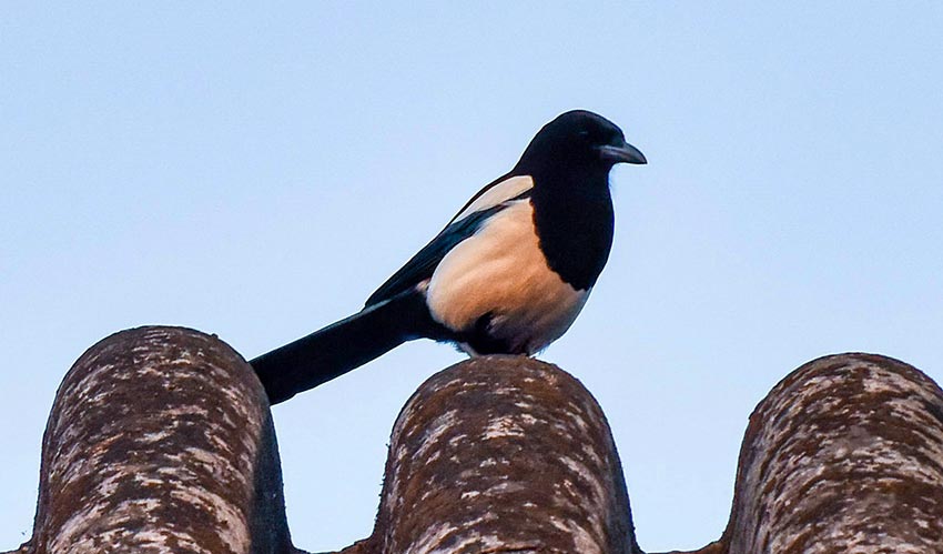 A magpie sits on a roof