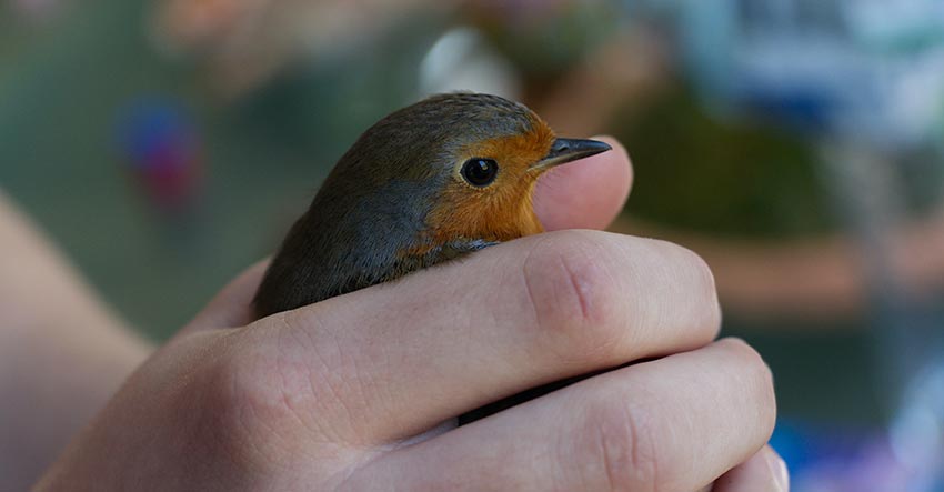 A robin being released