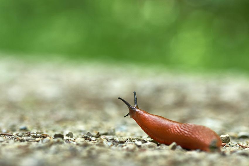 A slug in a garden. 