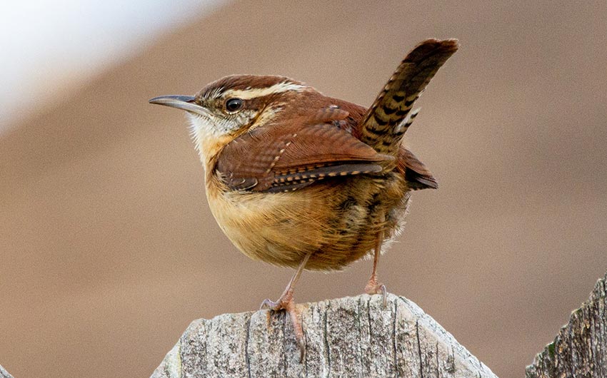 A wren looking for its next meal