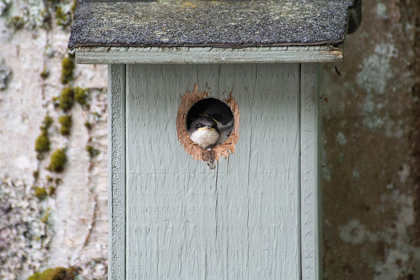 Vögel rasten in einem Vogelhäuschen