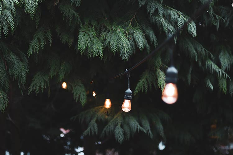 String lights disappearing into green fir trees