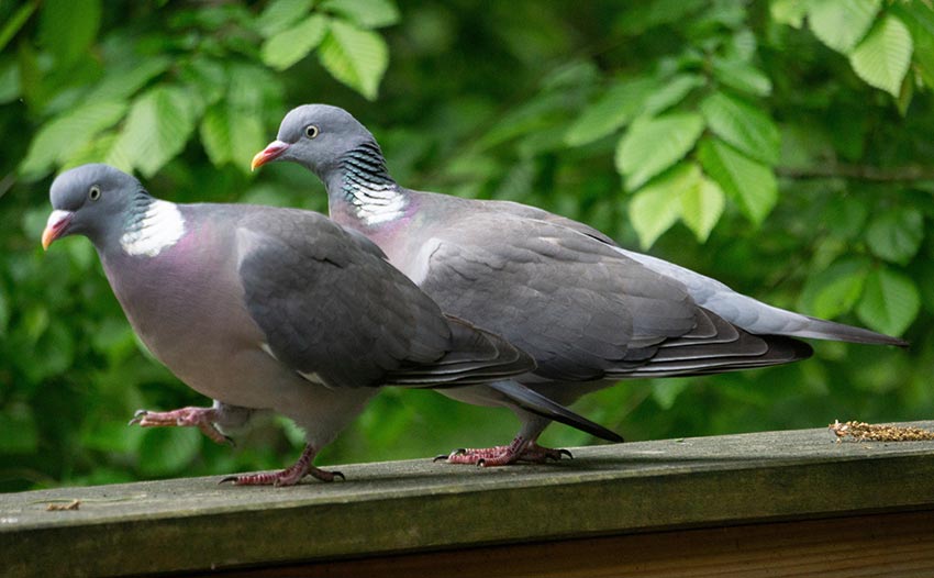 Two wood pigeons walking on a fence