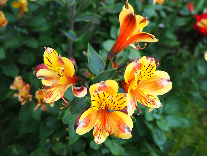 Eine exotische Alstroemeria in Blüte. 