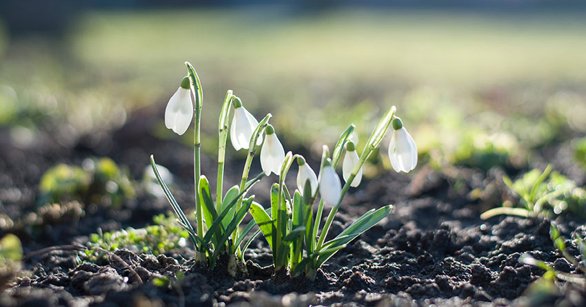 Snowdrops poking out of soil to flower. 