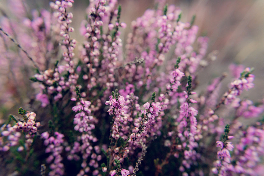 Common heather flowering