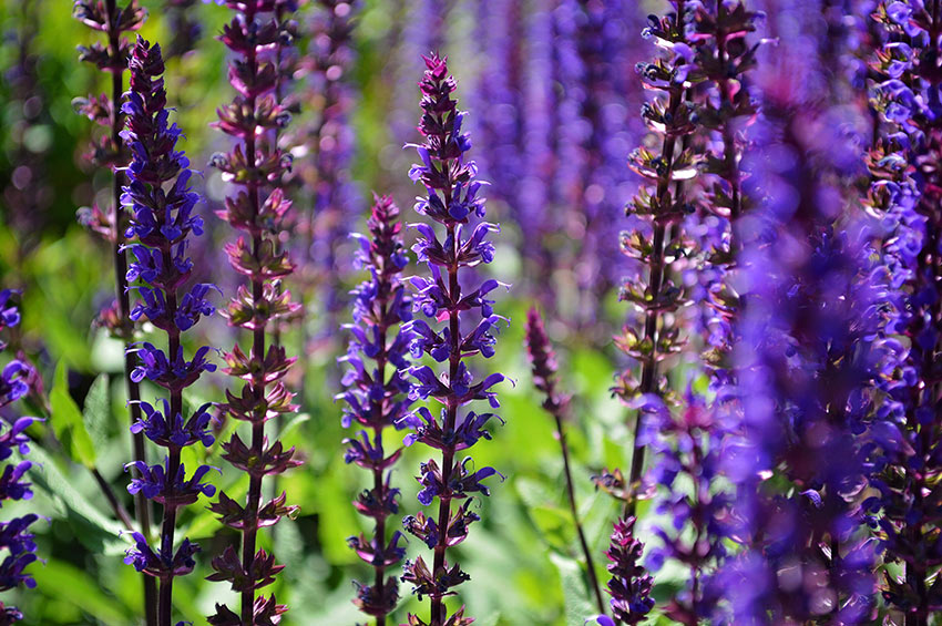 Violette Salbei in voller Blüte