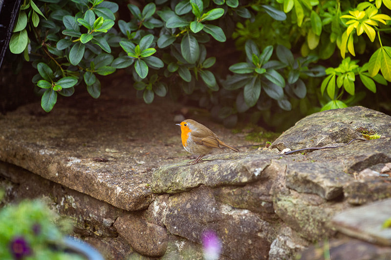 A robin resting on a stone wall. 