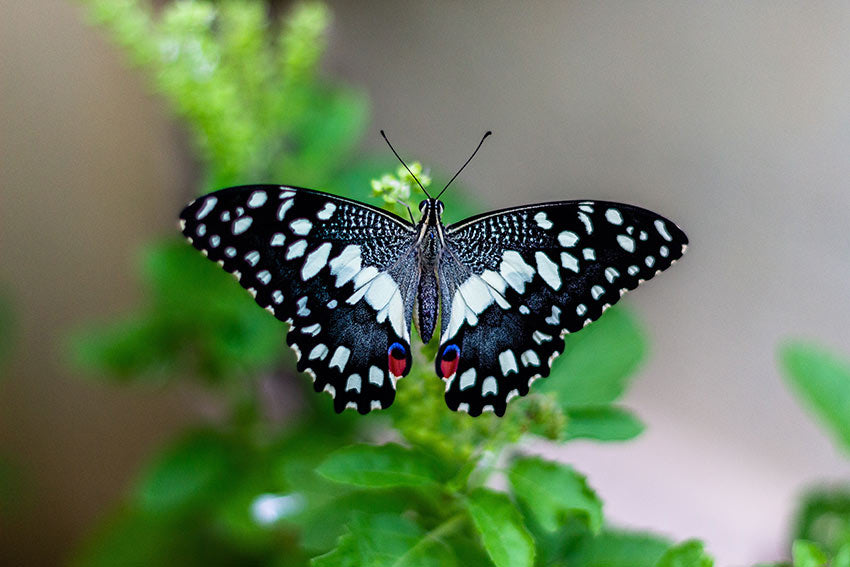 Ein Schmetterling sitzt auf einer Blume