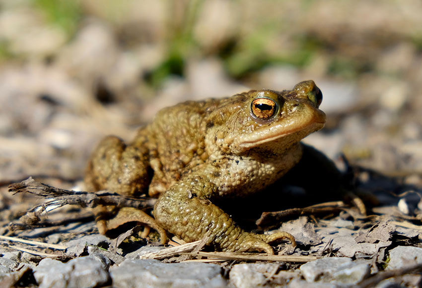 A common toad