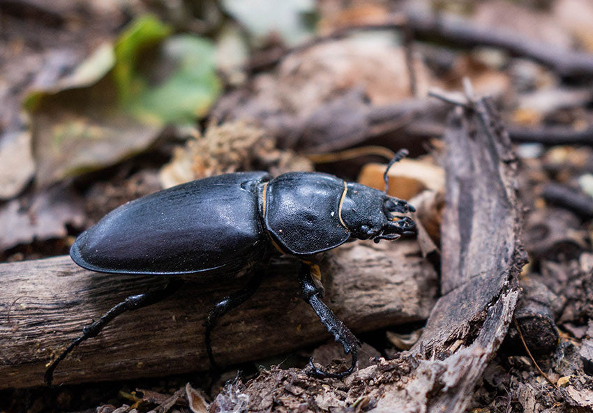 A Ground Beetle on a branch.