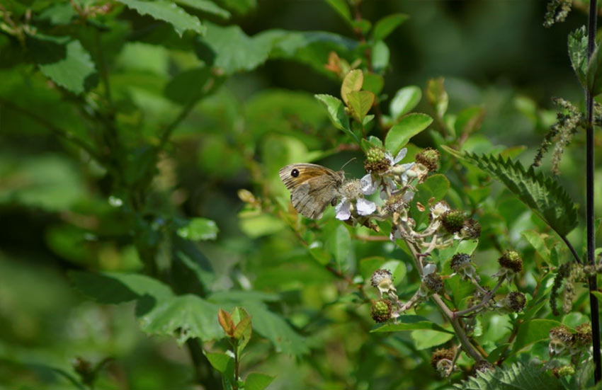 Schmetterling auf Hecke