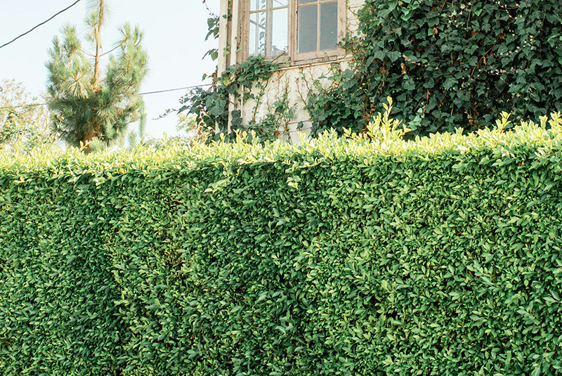 Looking at an overgrown hedge from the side