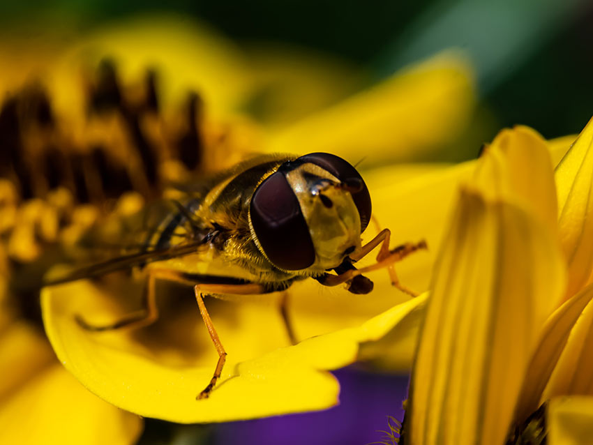 Eine Schwebfliege auf einer Blume