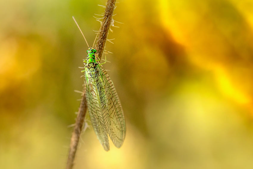 A Lacewing resting on a stick