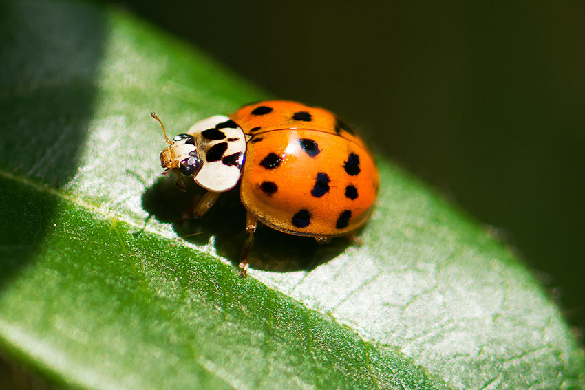 Ein Marienkäfer auf einem Blatt.