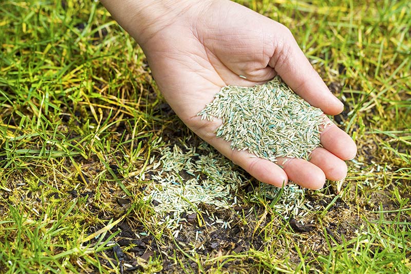 Grass seeds in hand