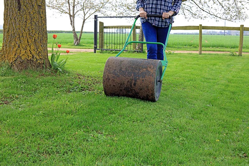 Lawn being rolled