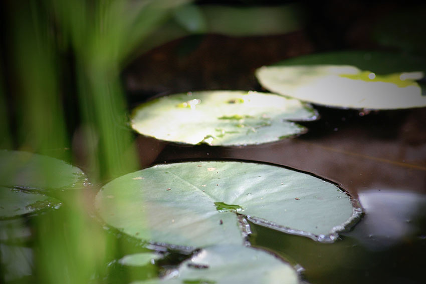 A close-up of lily pads in a pond