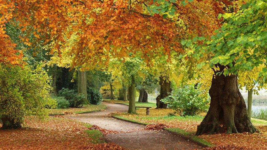 Experience autumn like it’s the first time in Shugborough Estate. 