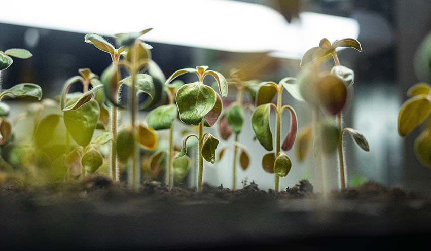 Seedlings sprouting from soil, indoors