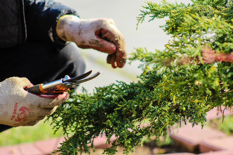 A person tidying up a plant with garden equipment