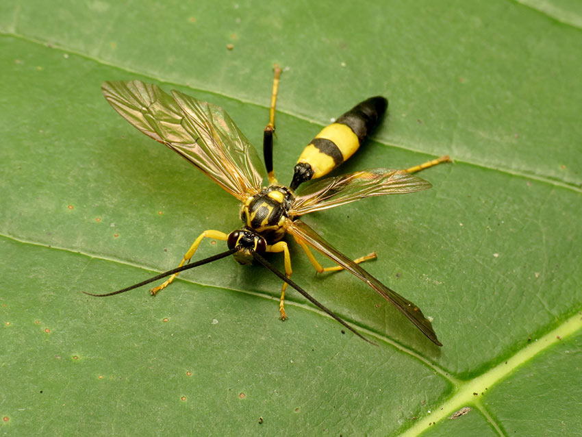 A Parasitic Wasp on a leaf.