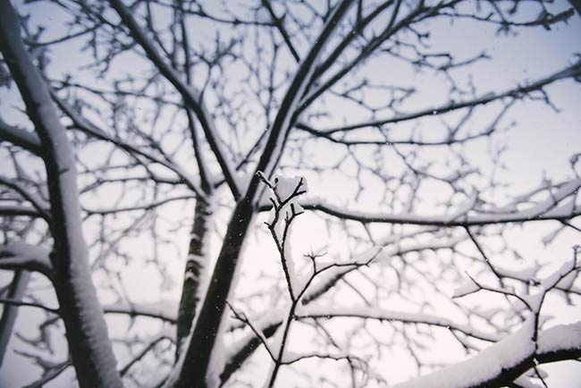 Ein kahler Baum, der im Winter mit Schnee bedeckt ist.
