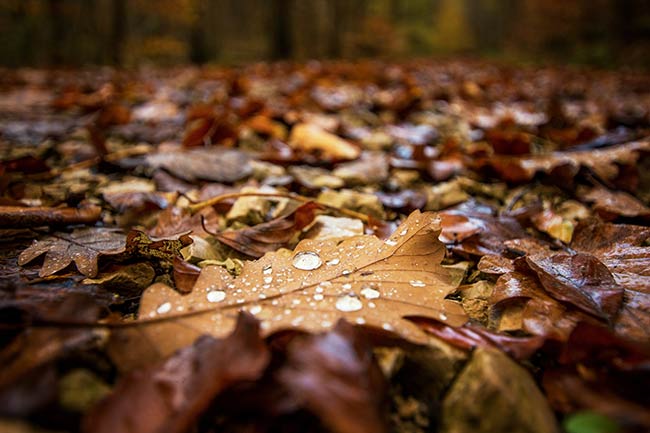 A pile of wet, fallen leaves with rain droplets.