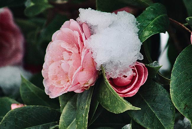 A beautiful pink rose peeking out through the snow. 