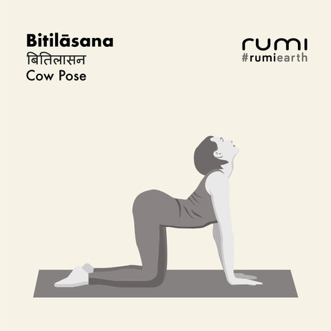 Bitilāsana - Cow Pose