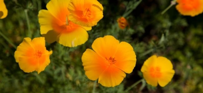 Eschscholzia, a soothing plant.